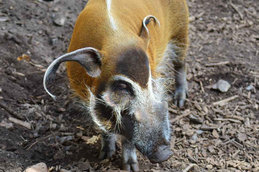 africa close up detail red river hog